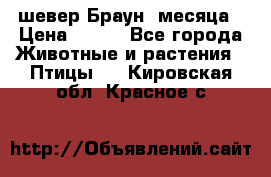 шевер Браун 2месяца › Цена ­ 200 - Все города Животные и растения » Птицы   . Кировская обл.,Красное с.